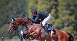 Super start to season for LT Holsteiner mares