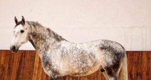 Eventful summer for NAS, at home and abroad