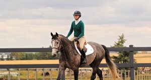 CWHBA 2019 stallion performance test