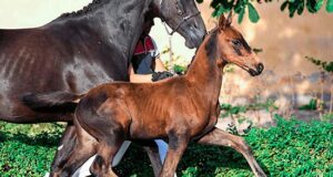 Swedish Warmblood Equestrian Weeks