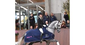 Best Danish Warmbloods in young-horse championships