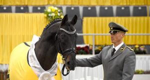 Hanoverian stallion and mare of the year 2019