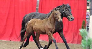 HSI crowns top foals at Irish championship final
