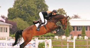 History-making Holsteiner stallion licensing