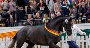 Ferrari Forever: Champion of 2019 Trakehner licensing