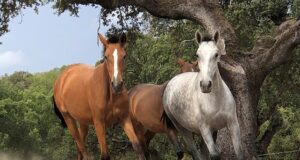 Olympic dressage ticket gives the Lusitano wings