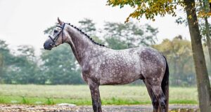 MJT Nevados S: The most popular Polish-bred stallion