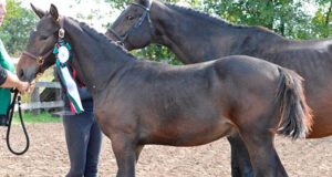 Canadian Warmblood foal futurities