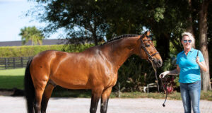 SWANA: ‘Ride & Breed Swedish 2020’ in Wellington