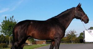 KWPN approves 12 jumpers and eight dressage sires