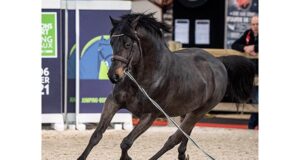 Salon des Etalons de sport de Bordeaux: Past and future
