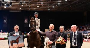DWB’s versatile stallion show once again hits Herning