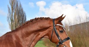 Brilliant KWPN show brings outrageous European quality