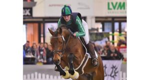Two new sires for Trakehner Verband
