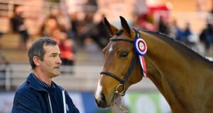 Selle Français stallion show concludes in Saint-Lô