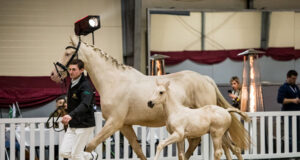 Conference on International Breeding: Raising a success