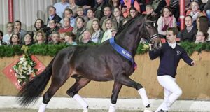 Whole-package stallions approved by DWB