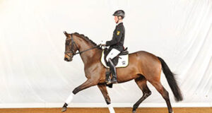 Numerous bids – 13 out of 20 horses sold