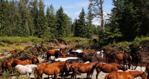 Profiling Canadian Warmblood breeding regions: Alberta