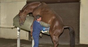 Welfare in horse breeding: Coitus vs ARTs?