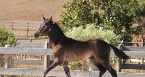 Record-breaking NZWA tour pushing the boundaries