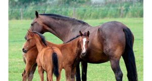 EVA, EIA and CEM: “But my horse has no symptoms!”