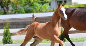Oldenburg Online Elite Foal Auction is about to start