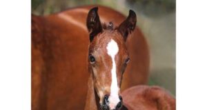 Calvin Klein wins DSP foal race