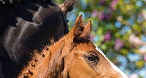 First Verden Online Auction