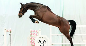 Fulminating finale as Störtebecker grabs top price