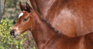 First DSP foal auction of 2020