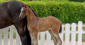 Popular Con Potencial secures top price