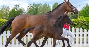 Inspirational offspring from young Westfalian stallions