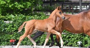 Danish Warmblood launches six foal auctions for 2020