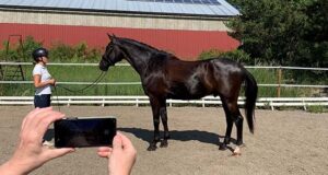 Digital inspection of SWANA foals in Covid-19 times