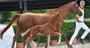 DSP online foal auction sells Quaterback son for €43,500