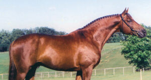 RIP Contucci (Caprimond): 1993-2010