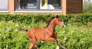 Holsteiner Verband first summer 2020 event
