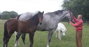 Luc Hofman: the breeder behind ‘Van Sombeke’