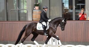 Gold medal mares and approved stallions for DWB