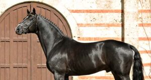 Marbach State Stud stallion Hochfein passes away