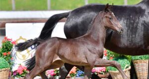 Auctions: The horse market does not recognize the crisis!