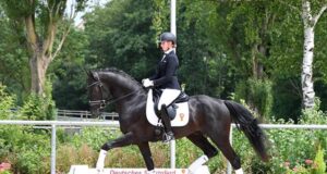 DSP ‘Summer Pleasures’ riding horse auction