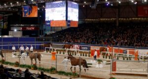 KWPN Stallion Show 2021 moves to Ermelo