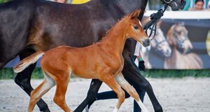 First Polish ‘open’ foal championship unites blood