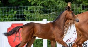 Past champions deliver foal champions in Lithuania