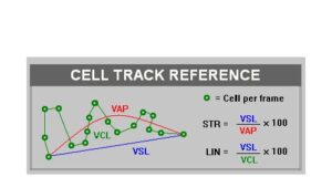 Breeding stallions: What is progressive motility?
