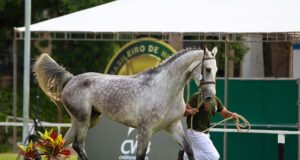 The Brazilian Sport Horse ‘gold’ broodmare program