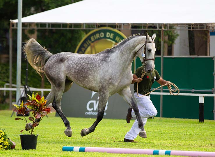 The Brazilian Sport Horse 'gold' broodmare program - Breeding News for Sport Horses
