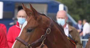 Champion BWP foals descend from popular sires